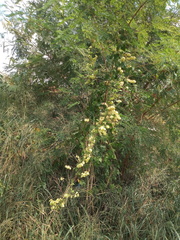 Serjania brachycarpa