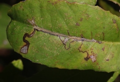 Stigmella heteromelis