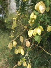 Serjania brachycarpa