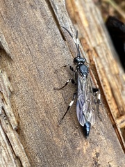 Ichneumon deliratorius