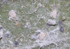 Trialeurodes bemisae