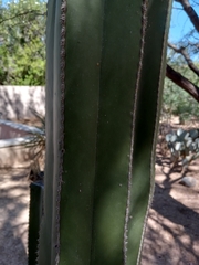 Lophocereus