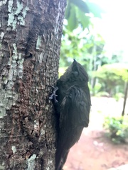 Chaetura meridionalis