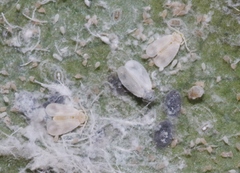 Trialeurodes bemisae