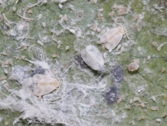 Trialeurodes bemisae