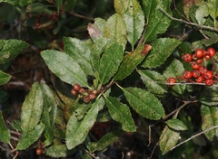 Trialeurodes bemisae