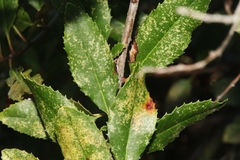 Trialeurodes bemisae