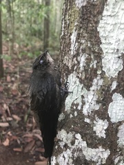 Chaetura meridionalis