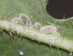 Phenacoccus peruvianus