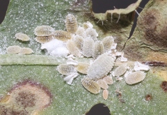 Phenacoccus peruvianus