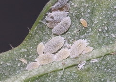 Phenacoccus peruvianus