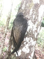 Chaetura meridionalis