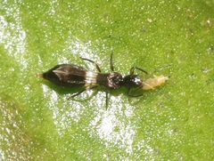 Franklinothrips vespiformis