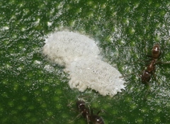 Phenacoccus peruvianus