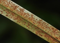 Puccinia scirpi