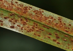 Puccinia scirpi