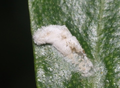 Phenacoccus peruvianus