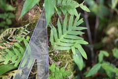 Pleopeltis pleopeltifolia