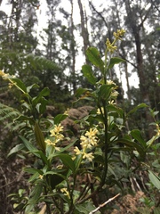 Palicourea boqueronensis