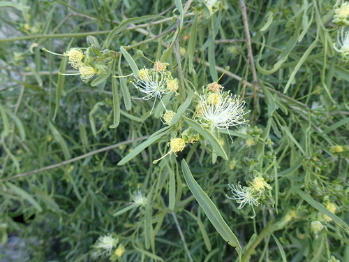 River Bushcherry (Maerua gilgii)