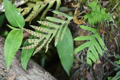Pleopeltis pleopeltifolia