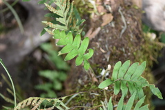 Pleopeltis pleopeltifolia