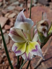 Gladiolus permeabilis