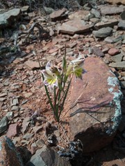 Gladiolus permeabilis