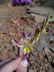 Gladiolus permeabilis