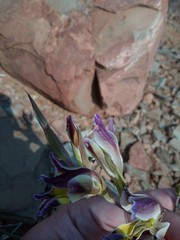 Gladiolus permeabilis
