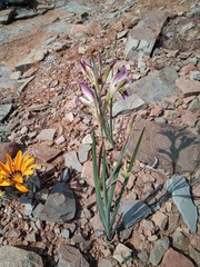 Gladiolus permeabilis