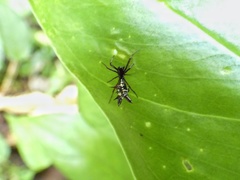 Micrathena sexspinosa