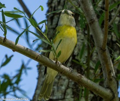 Pachyramphus viridis
