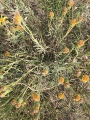 Senecio ceratophylloides