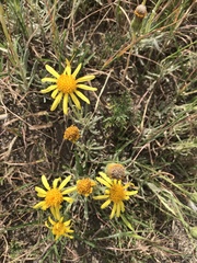 Senecio ceratophylloides