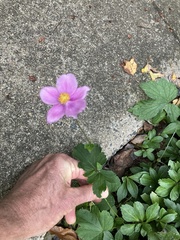 Eriocapitella × hybrida