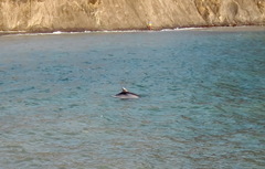 Tursiops truncatus ponticus