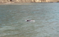 Tursiops truncatus ponticus