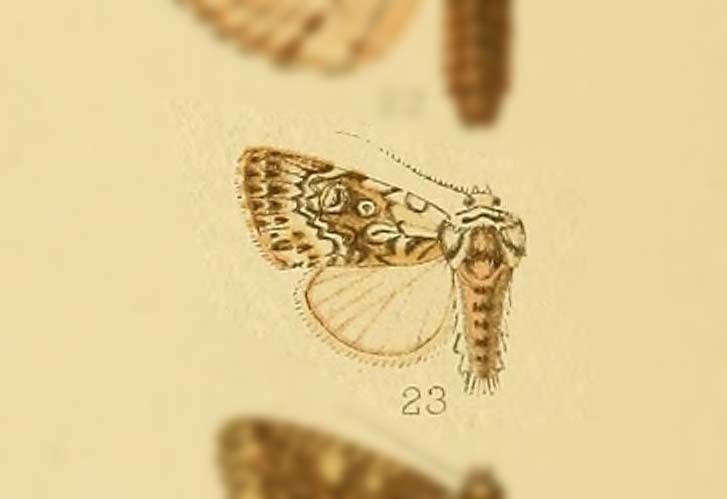Valerietta niphopasta