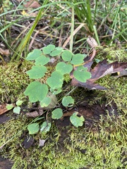 Thalictrum thalictroides