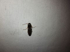 Conoderus semimarginatus