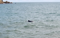 Tursiops truncatus ponticus