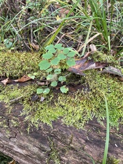 Thalictrum thalictroides