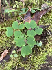 Thalictrum thalictroides