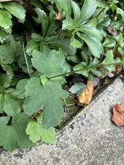 Eriocapitella × hybrida