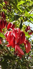 Erythrina crista-galli