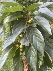 Magnoliopsida
