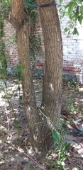 Erythrina crista-galli