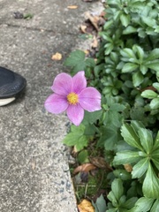 Eriocapitella × hybrida