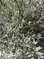 Quercus hypoleucoides